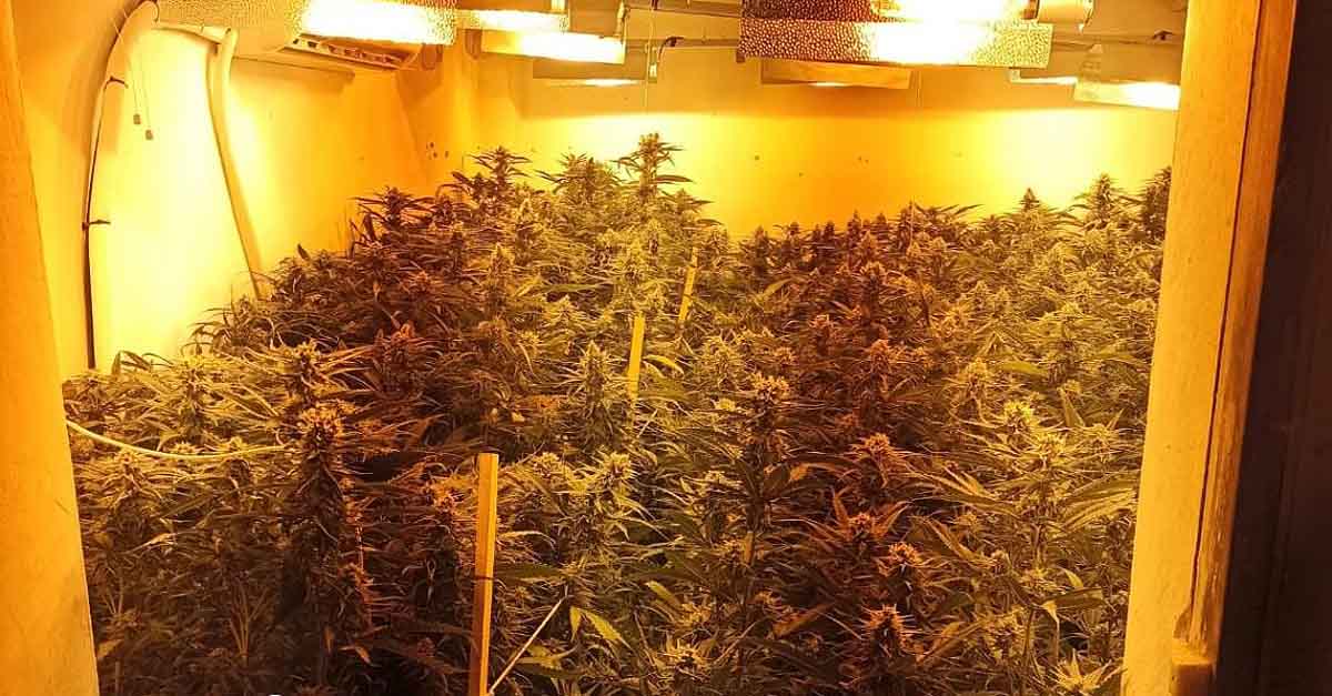 A prisión el detenido por un cultivo de marihuana en una nave de El Puerto