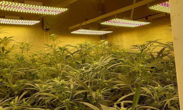 La Policía Nacional desmantela en El Puerto una plantación indoor de cannabis