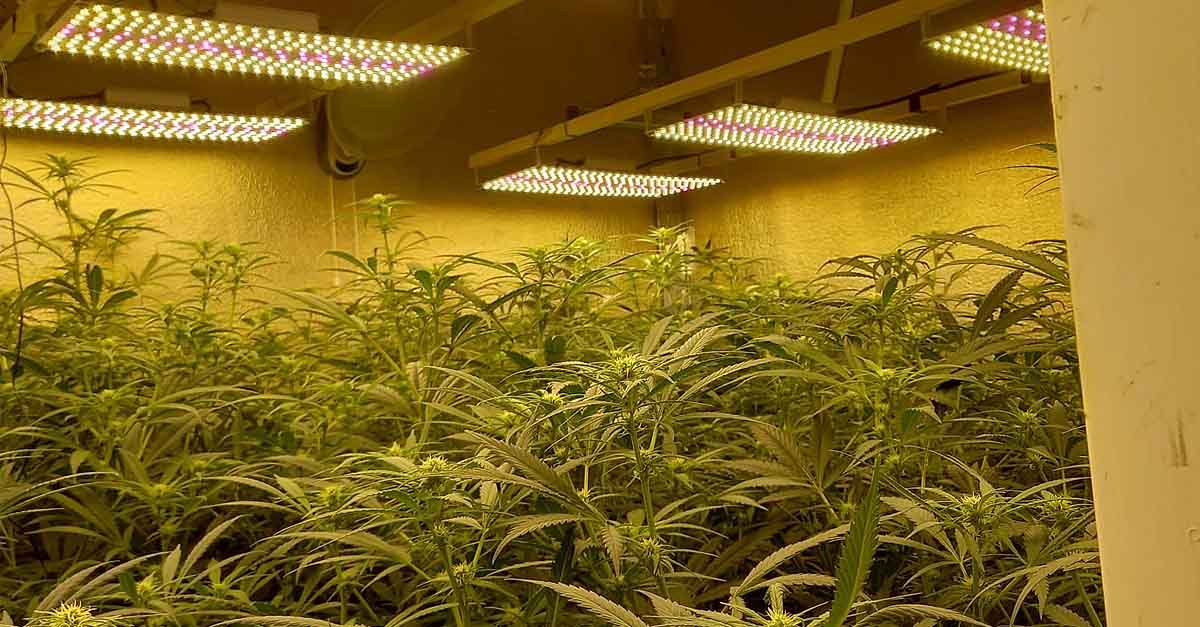 La Policía Nacional desmantela en El Puerto una plantación indoor de cannabis