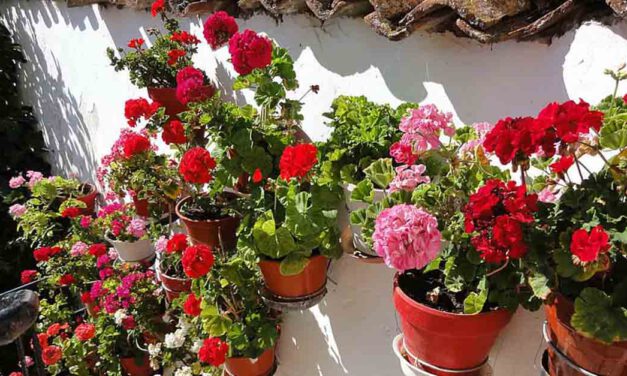 El mes de mayo se viste de flores en El Puerto con una Fiesta de los Patios adaptada a la pandemia