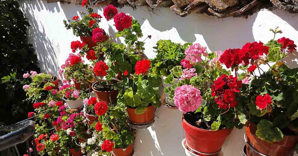 El mes de mayo se viste de flores en El Puerto con una Fiesta de los Patios adaptada a la pandemia