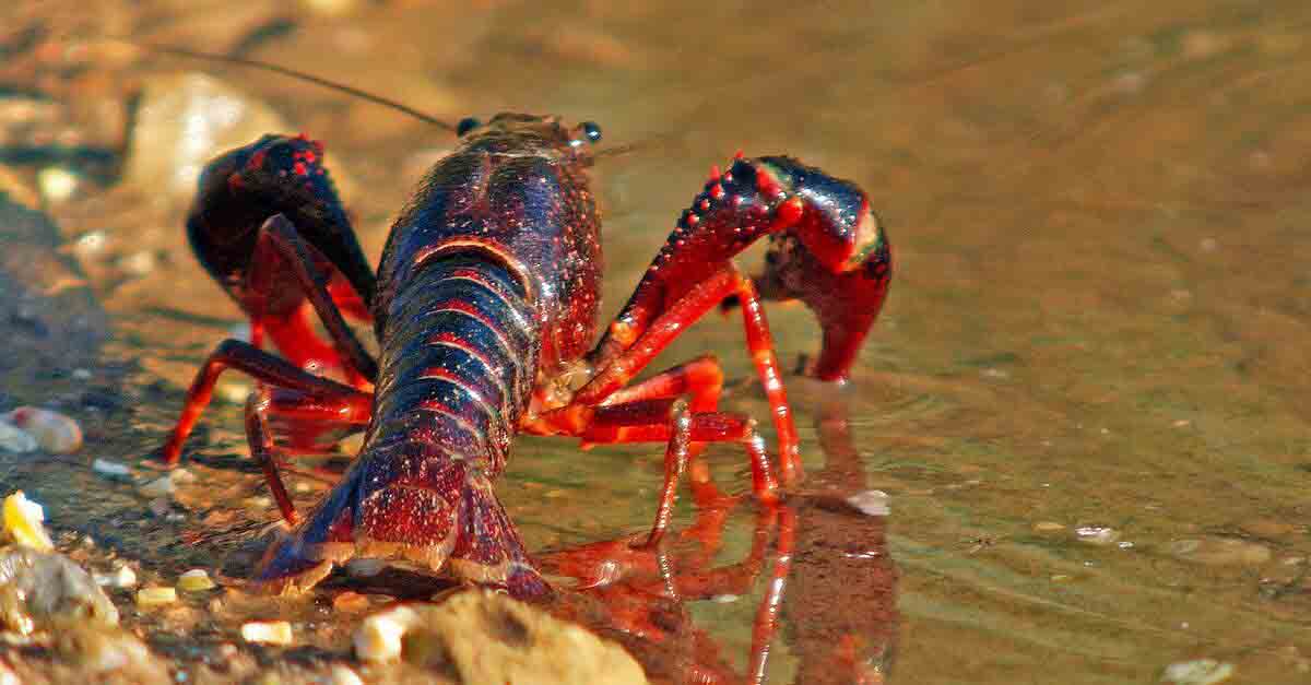 La Casa de los Toruños acoge la exposición '¡Cuidado! Invasoras Acuáticas'