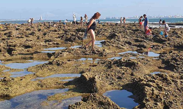 Ecologistas en Acción denuncia el "marisqueo de ocio" en las playas de El Puerto