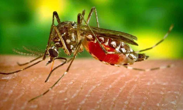 El Puerto pone en marcha una campaña informativa para prevenir las picaduras del mosquito que transmite el Virus del Nilo