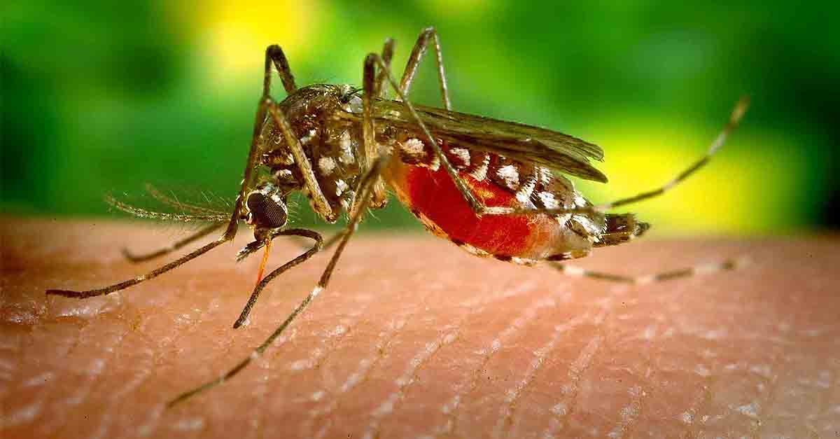 El Puerto pone en marcha una campaña informativa para prevenir las picaduras del mosquito que transmite el Virus del Nilo