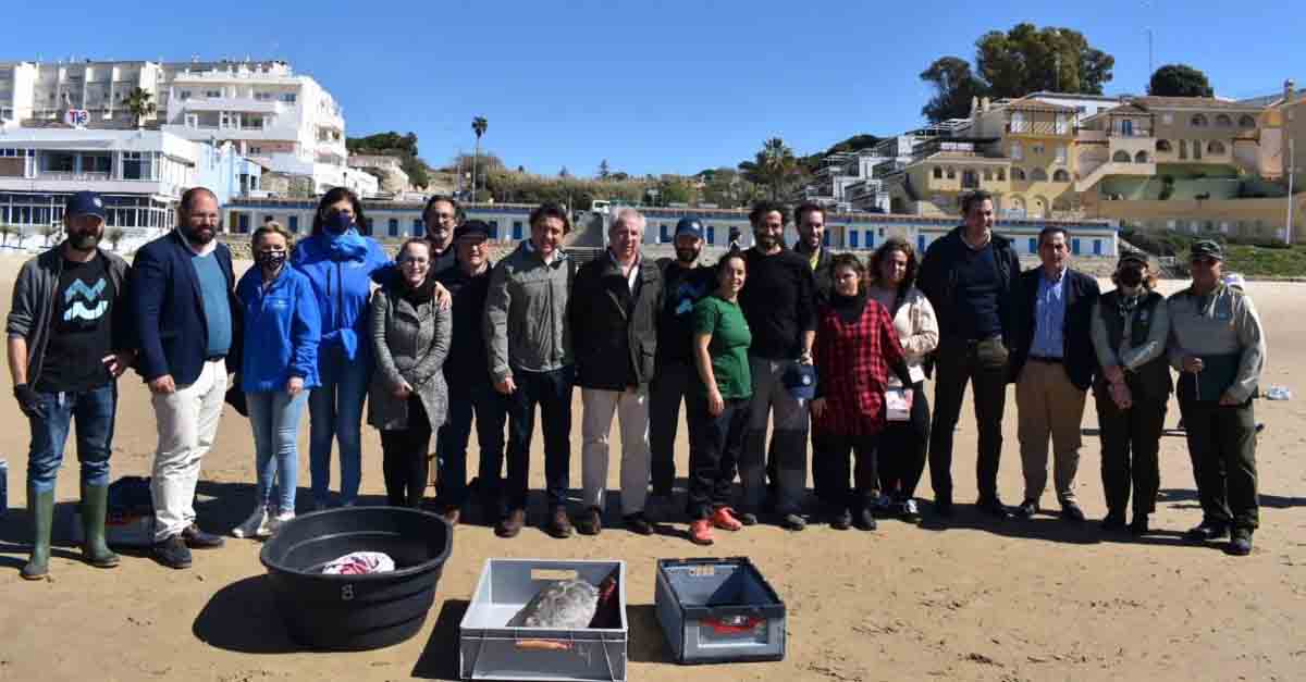 Liberadas en El Puerto nueve tortugas marinas rescatadas por SOS Caretta y recuperadas en el Cegma