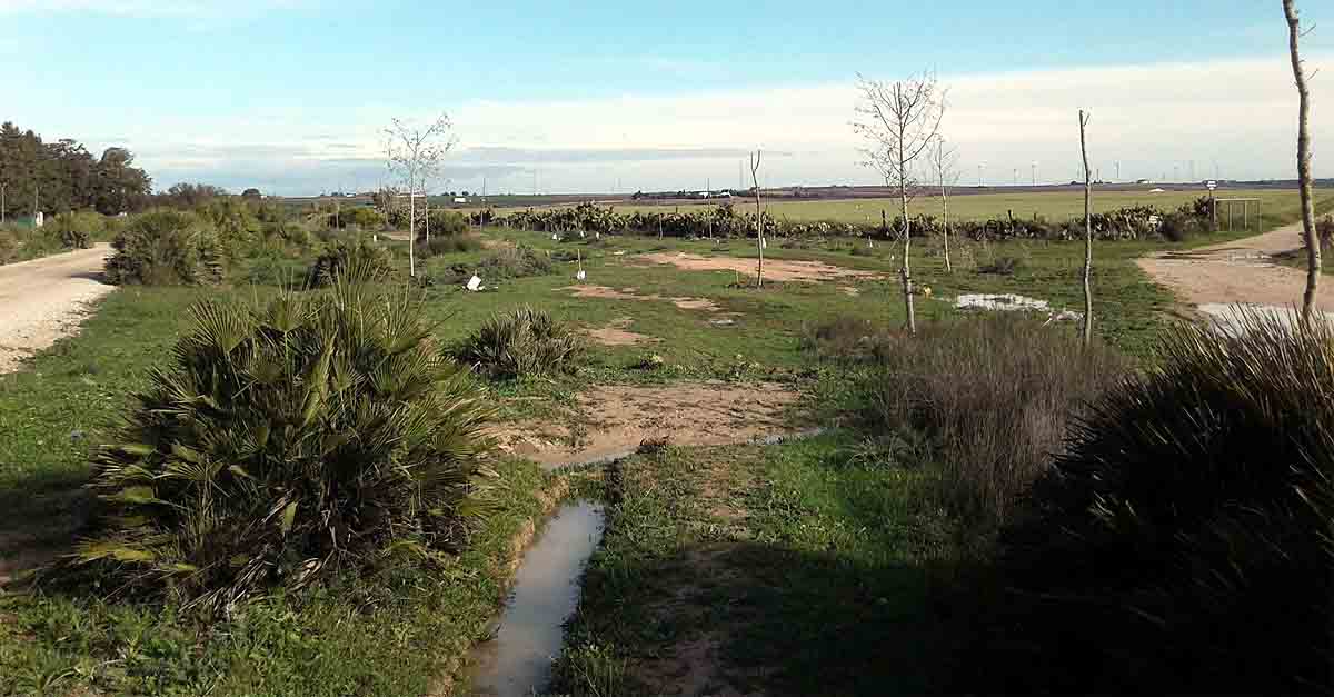 Continúa la repoblación forestal de la Puerta Verde de la Ruta Enoturística de la Comarca de El Puerto