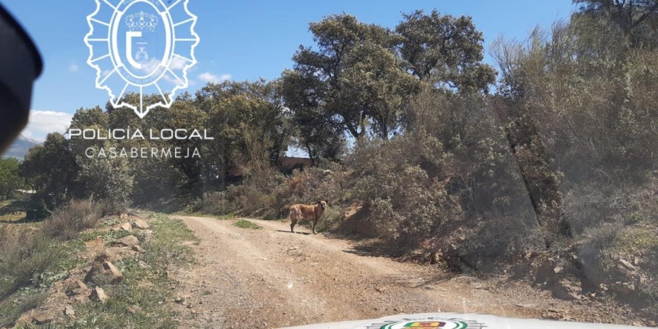 Dos senderistas se refugian del ataque de dos perros en un coche de la Policía Local