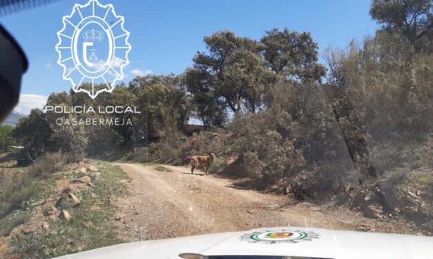 Dos senderistas se refugian del ataque de dos perros en un coche de la Policía Local