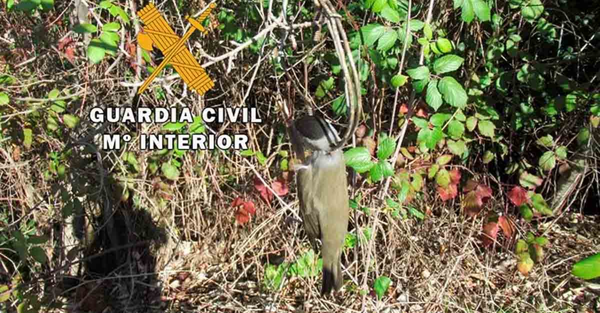 Condenado a pagar más de 5.300 euros por cazar pajarillos con artes prohibidas