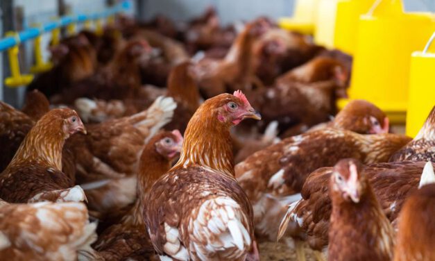 Salud cierra una empresa de carne de ave en Alcalá del Río e inmoviliza 1.000 kilos