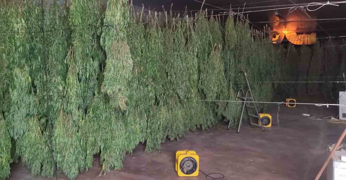 Investigan cultivo de 3,6 toneladas de cannabis vendido como cáñamo industrial en El Ejido