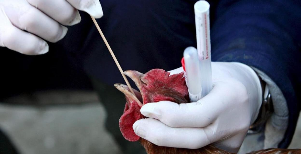 Andalucía no cuenta con "ningún caso positivo" de gripe aviar en humanos tras 200 PCR