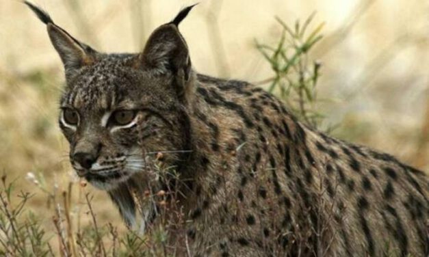 Muere Aura, ejemplar de lince ibérico más longevo del que se tenía registro hasta la fecha