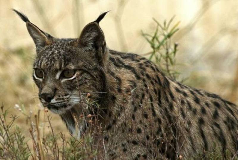 Muere Aura, ejemplar de lince ibérico más longevo del que se tenía registro hasta la fecha