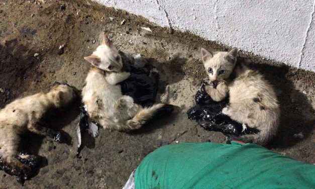 El PSOE alerta sobre el actual nivel de desprotección animal en El Puerto