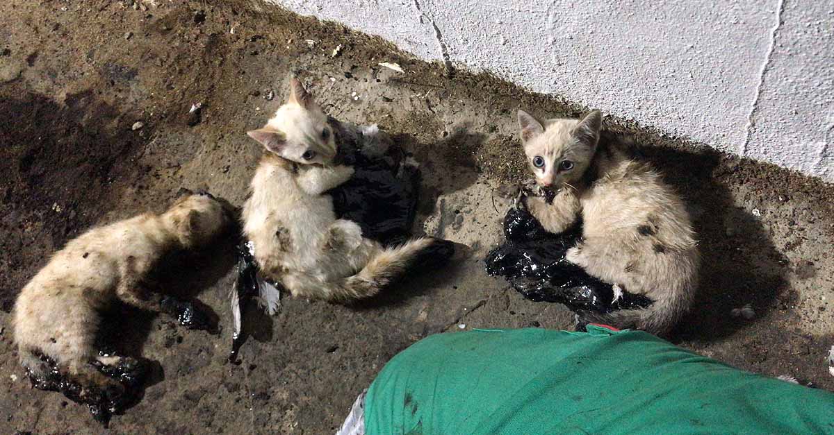 El PSOE alerta sobre el actual nivel de desprotección animal en El Puerto