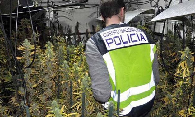 Desmantelada una plantación de marihuana con 514 plantas en un chalet en El Puerto