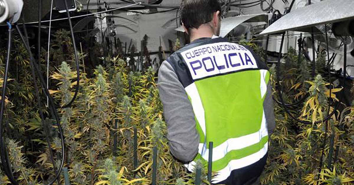 Desmantelada una plantación de marihuana con 514 plantas en un chalet en El Puerto