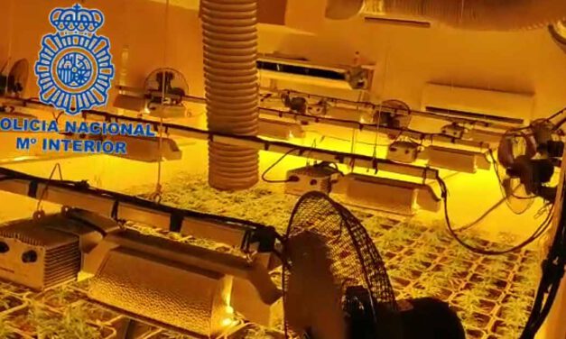 Desmanteladas seis plantaciones de cannabis con un total de 1.300 plantas y 200 kilos de marihuana