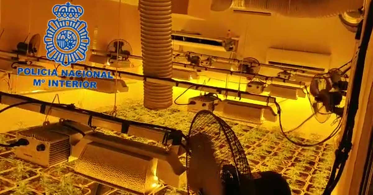 Desmanteladas seis plantaciones de cannabis con un total de 1.300 plantas y 200 kilos de marihuana