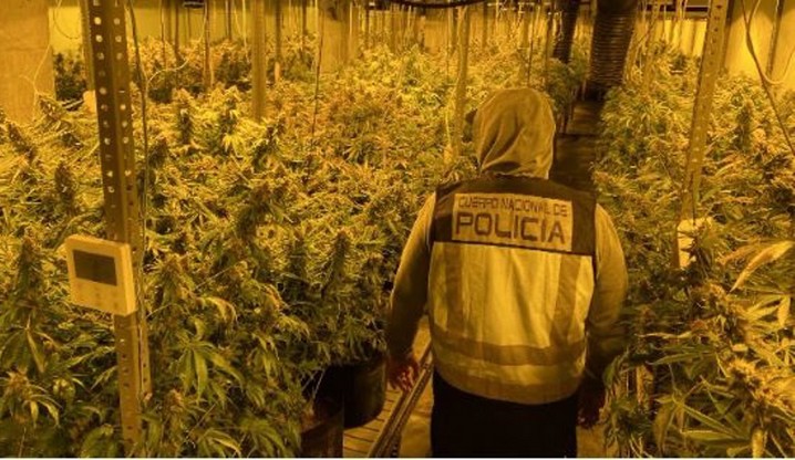 Seis detenidos de un clan familiar con 1.500 plantas de marihuana en El Ejido