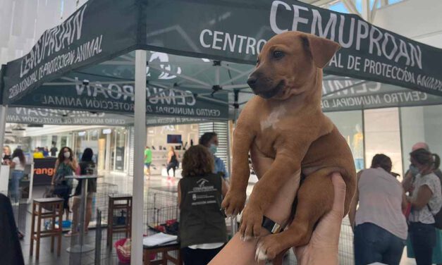 El Paseo acoge unas jornadas de adopción animal junto a Cemuproan
