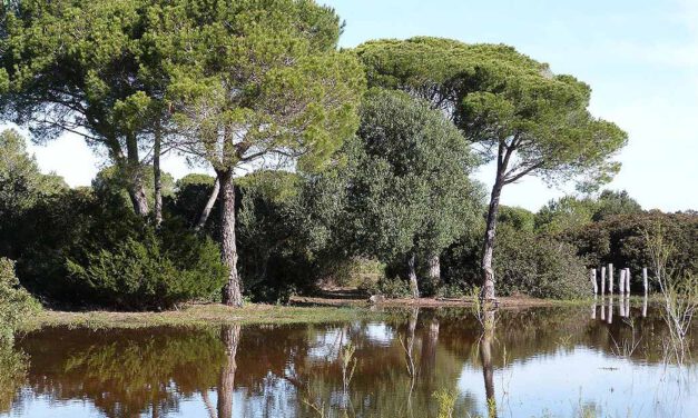 El Parque de los Toruños inaugura el 26 de marzo el Circuito Permanente de Orientación La Algaida