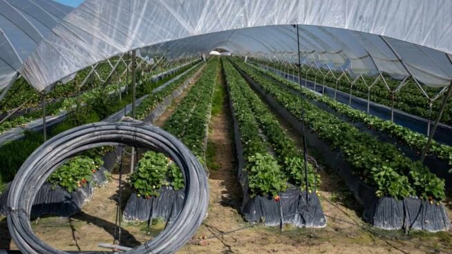 La Junta y la Comisión Europea abordarán el 3 de mayo en Bruselas los regadíos de Doñana