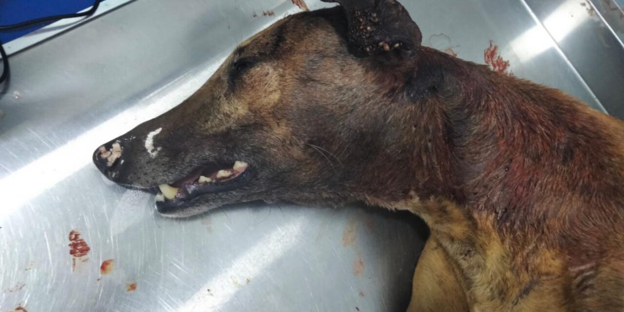 Brutal agresión a una perra a la que han partido el cráneo y tirado viva a un contenedor