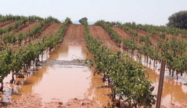El sector agrario bendice las lluvias de junio a pesar del daño en algunos cultivos