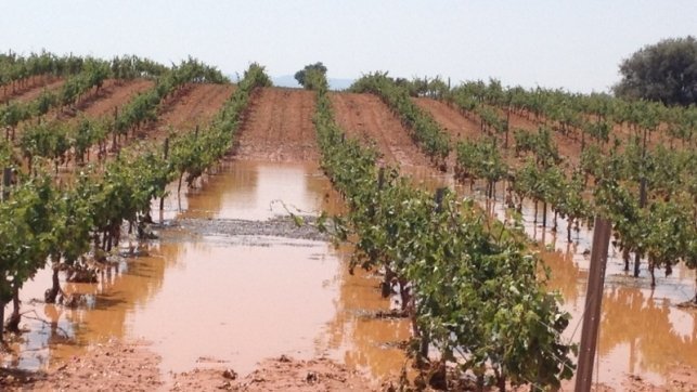 El sector agrario bendice las lluvias de junio a pesar del daño en algunos cultivos