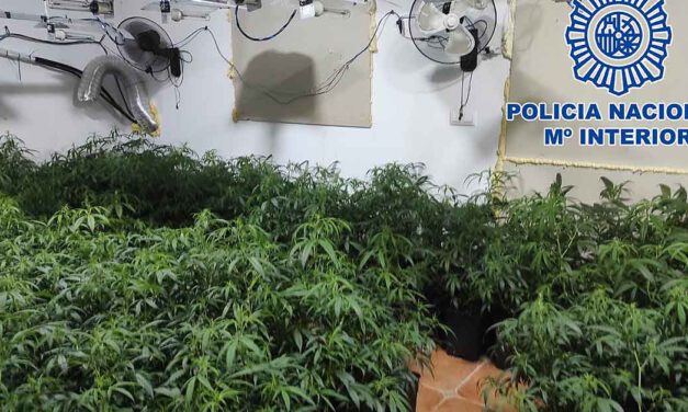 Desmanteladas en El Puerto dos plantaciones interiores de marihuana con más de 300 plantas y cinco detenidos