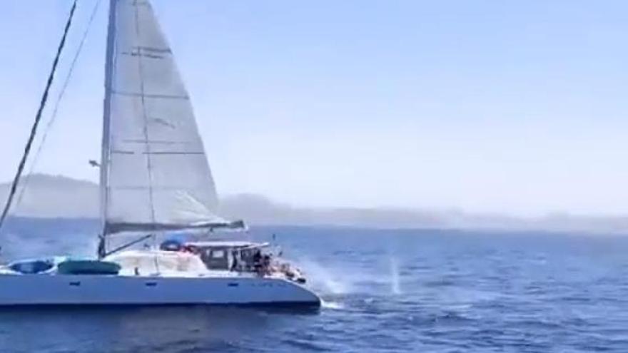 Graban imágenes de un velero disparando a un grupo de orcas en el Estrecho