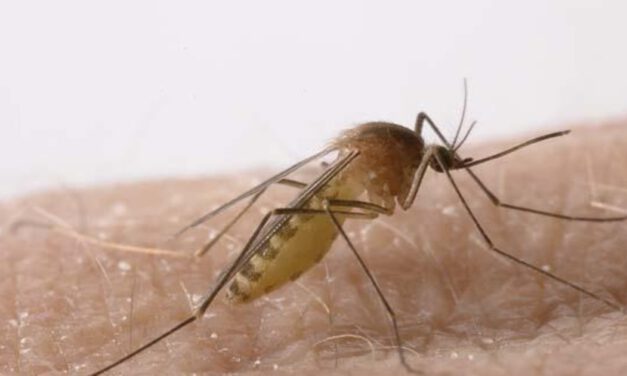 Análisis revelan presencia del Virus del Nilo Occidental en mosquitos de Barbate y Vejer