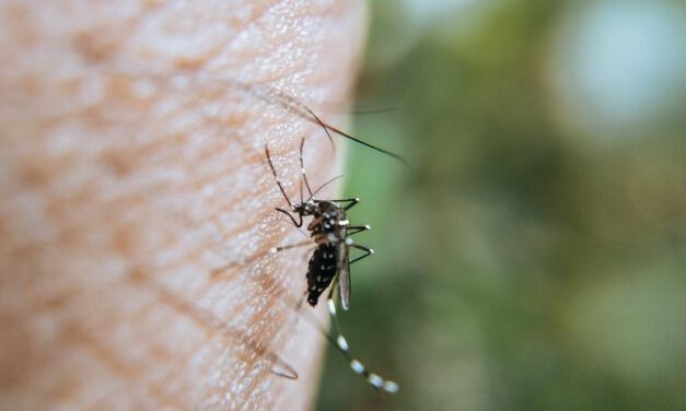 Detectan presencia del Virus del Nilo en mosquitos capturados en Cádiz y Sevilla