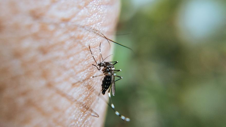 Detectan presencia del Virus del Nilo en mosquitos capturados en Cádiz y Sevilla