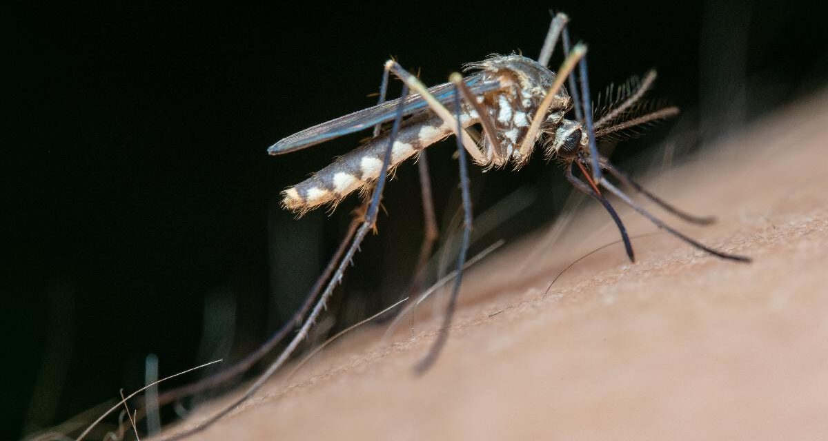 Aumentan los mosquitos transmisores de Virus del Nilo en municipios de Cádiz y Sevilla