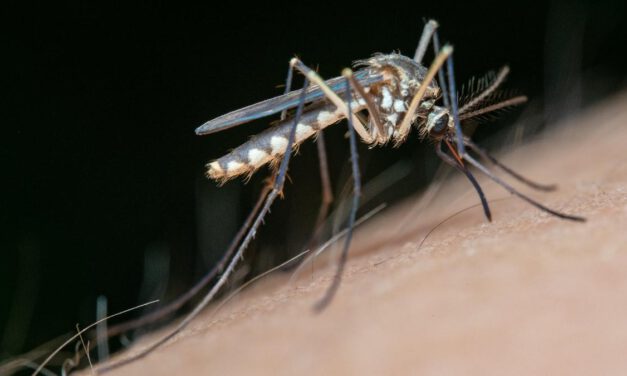Aumentan los mosquitos transmisores de Virus del Nilo en municipios de Cádiz y Sevilla