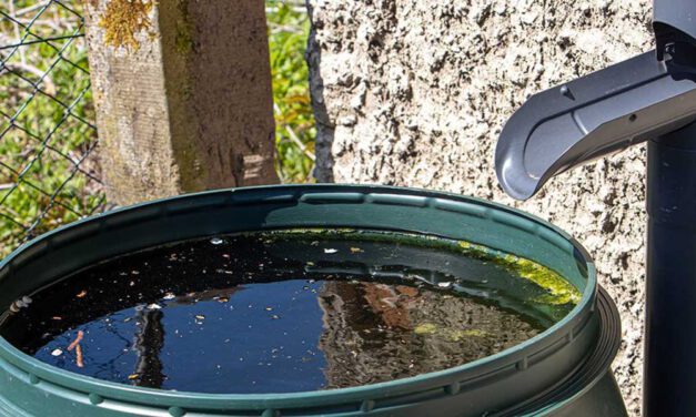 Medio Ambiente recomienda algunas medidas preventivas para evitar la proliferación de mosquitos