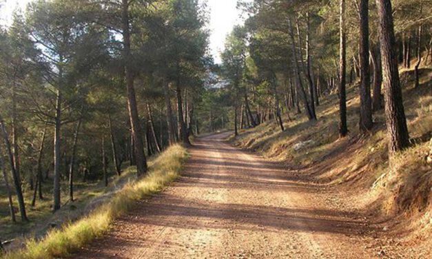 El PSOE propone la creación de pistas forestales en los pinares