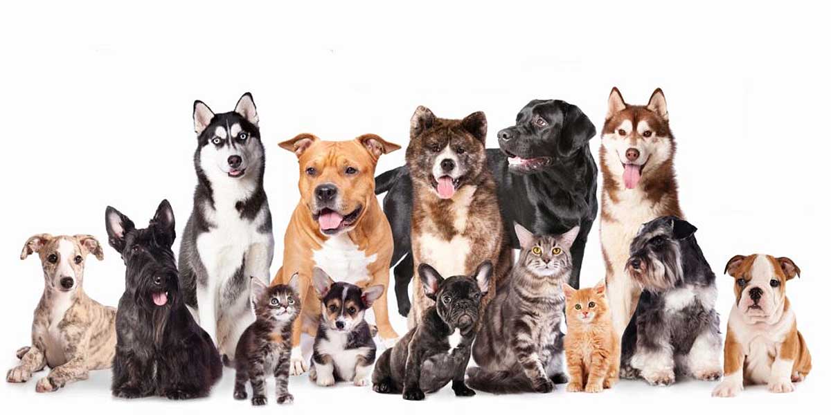 El Paseo celebra su Pet Week el 13 y el 14 de junio