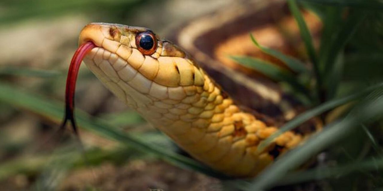 Salvan la vida de un hombre en Sevilla contando los dientes de la serpiente que le mordió