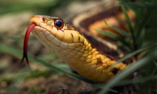 Salvan la vida de un hombre en Sevilla contando los dientes de la serpiente que le mordió