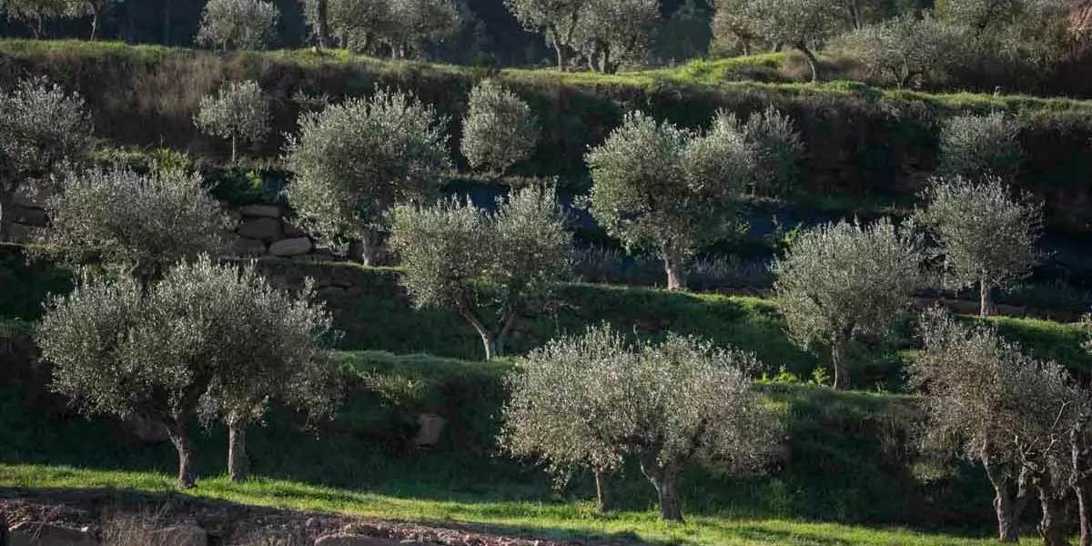 Pierde la vida ahogado un niño de 8 años en una poza natural en la provincia de Granada